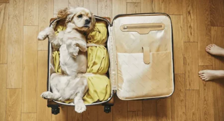 Voyager avec des animaux avec Air France