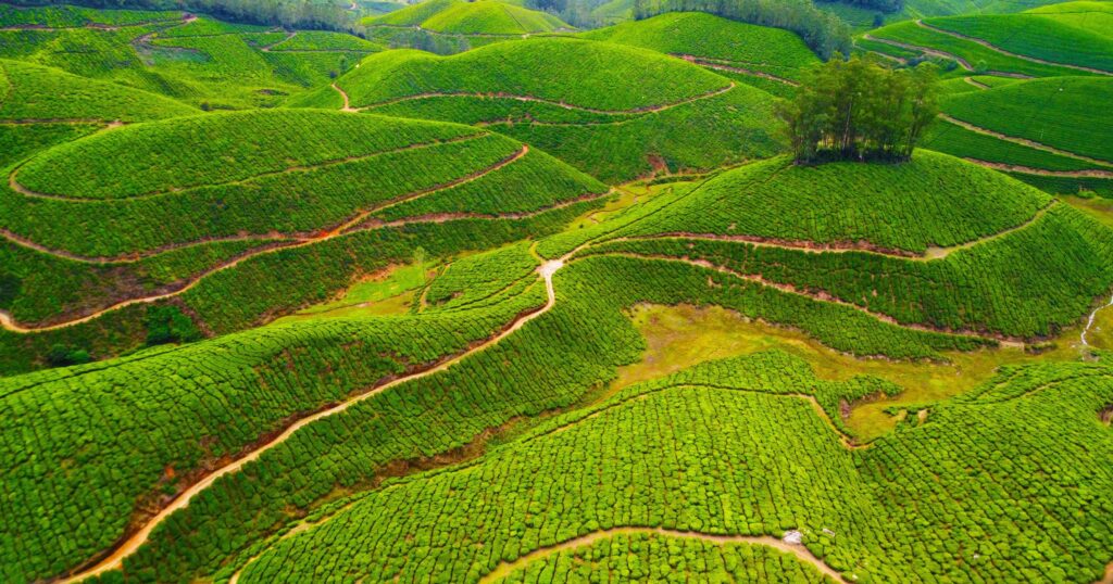 Munnar, l'une des meilleures destinations pour un circuit dans le sud de l'Inde