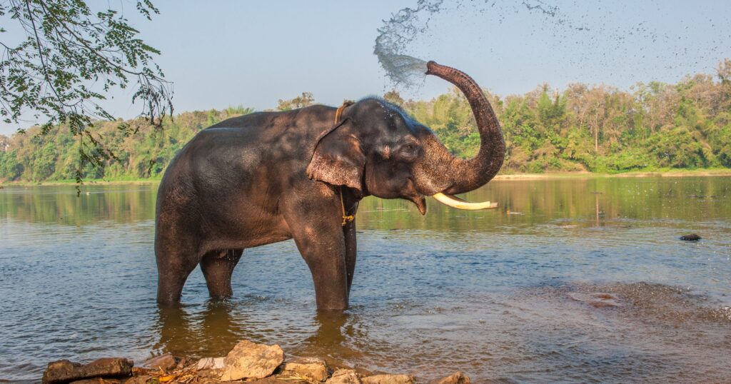 Réserve de Periyar, l'une des meilleures destinations pour un circuit dans le sud de l'Inde