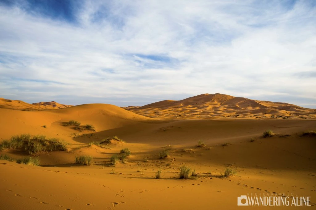 Sahara