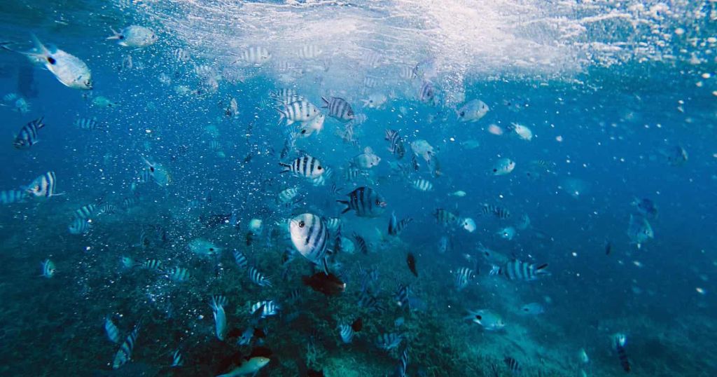 Blue Bay Marine Park