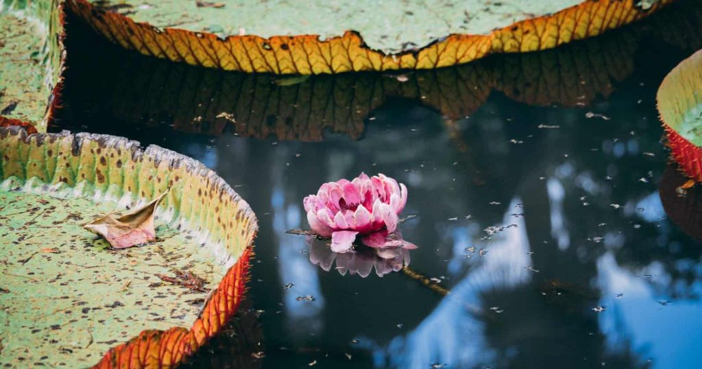 Jardin botanique de Pamplemousses
